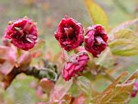 pr ser hiyodori zakura.JPG